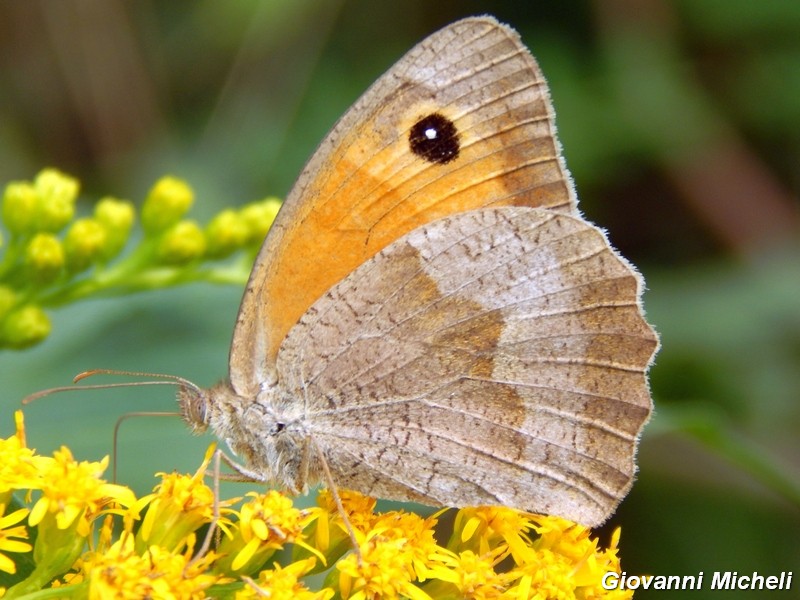 Parco del ticino : incontri del 23/8/14